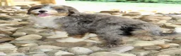 Mini Bernedoodle dogs for sale: Maxine - Ad 4