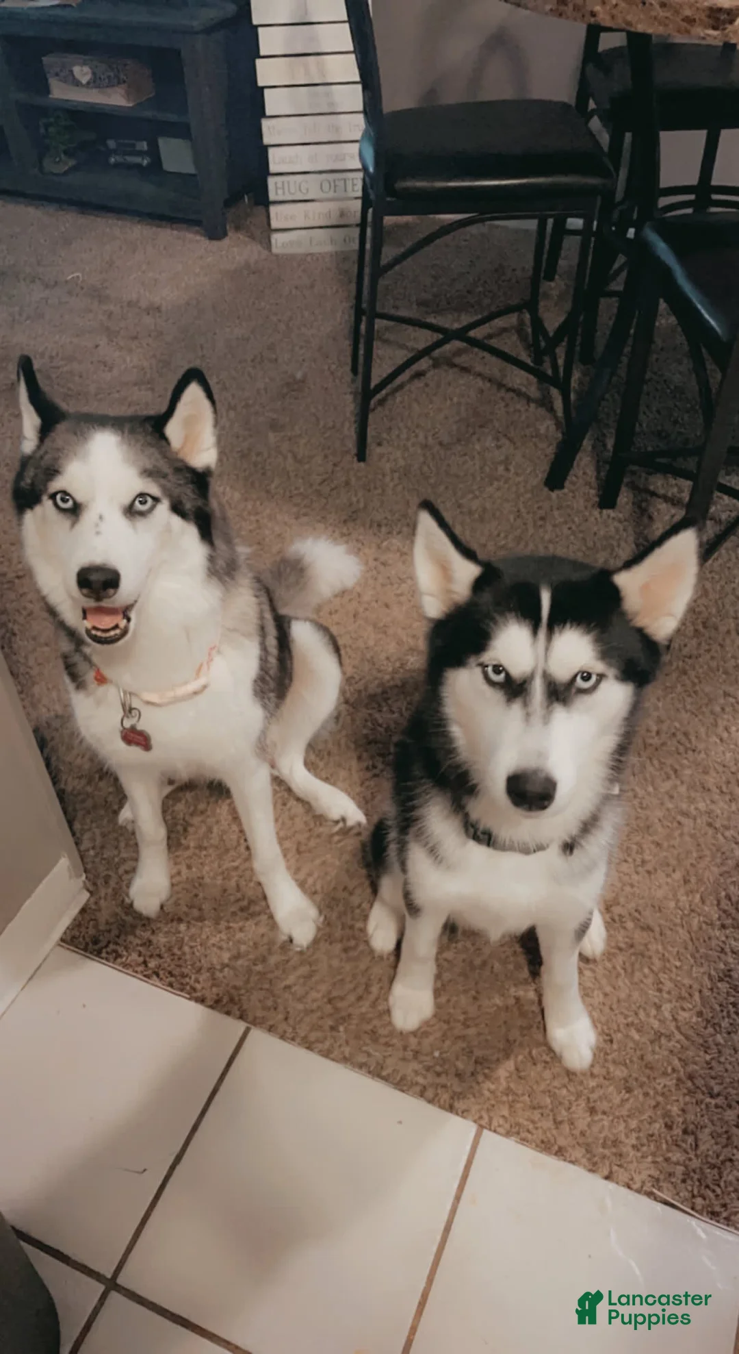 Gallery Image {{count}}