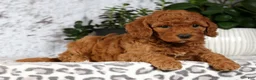 Cavapoo dogs for sale: Candy - Ad 4
