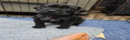 Cane Corso dogs for stud: Bam bam Italian cane corso  - Ad 10