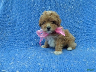 Toy Poodle dogs Evie - Ad 31