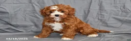 Cavapoo dogs for sale: Natalie - Ad 5