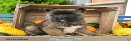 Akita dogs for sale: Nakoda - Ad 4