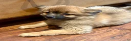 Mixed Breed dogs for sale: Beauregard (“Brownie”) - Ad 3