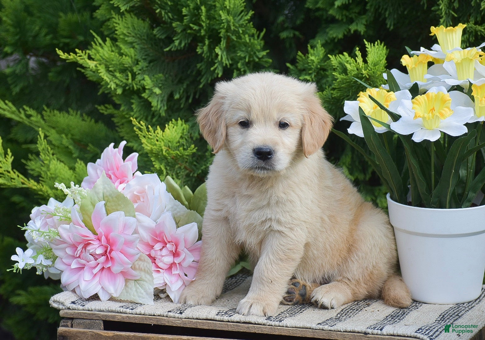 Golden Retriever dogs Fletcher - Ad 2