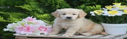 Golden Retriever dogs for sale: Fletcher - Ad 2