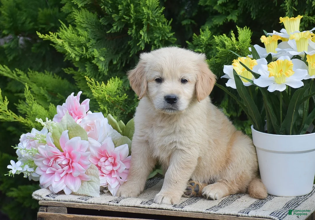 Golden Retriever dogs for sale: Fletcher - Ad 2