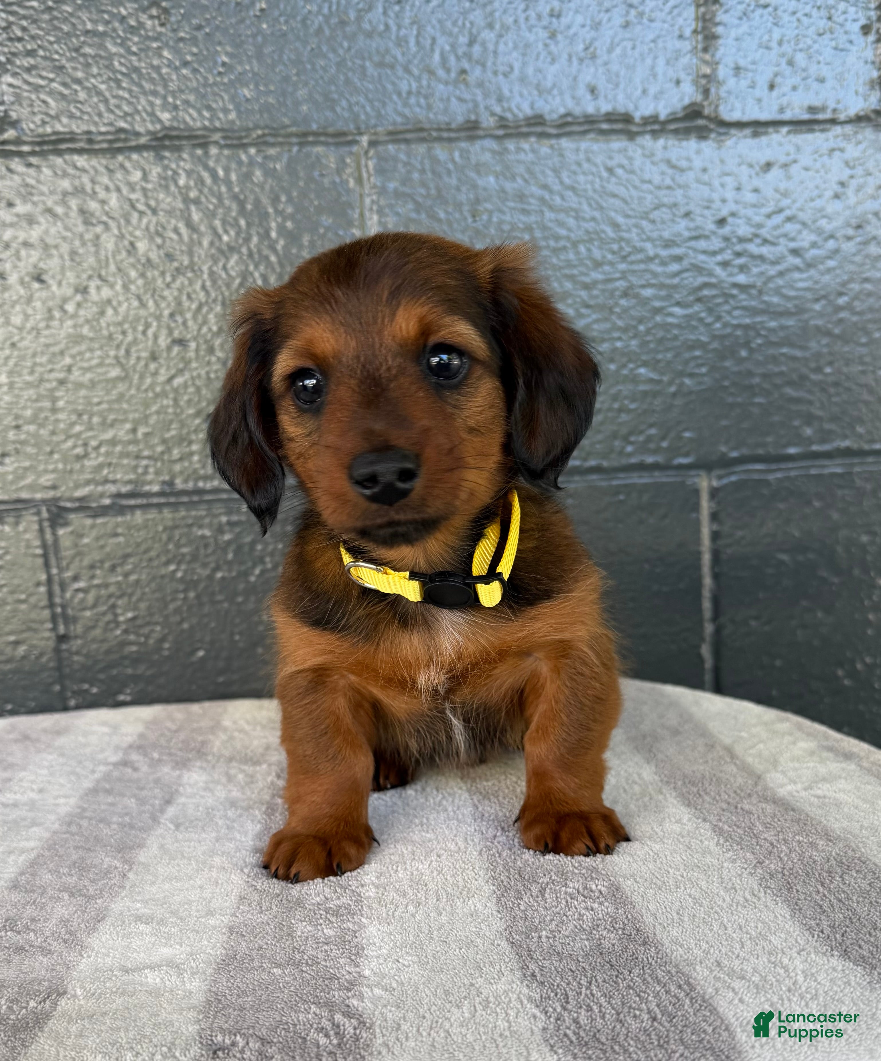 Miniature Dachshund dogs for sale: Colt - Ad 2
