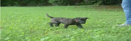 Dutch Shepherd dogs for sale: Jana - Ad 4