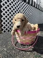 Goldendoodle Female - Green
