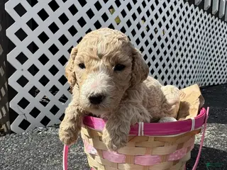 Goldendoodle dogs Goldendoodle Female - Green - Ad 40