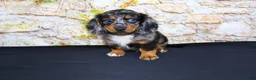Miniature Dachshund dogs for sale: Avery - Ad 14