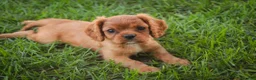 Cavalier King Charles Spaniel dogs for sale: Poppy Cavalier King Charles Spaniel - Ad 2
