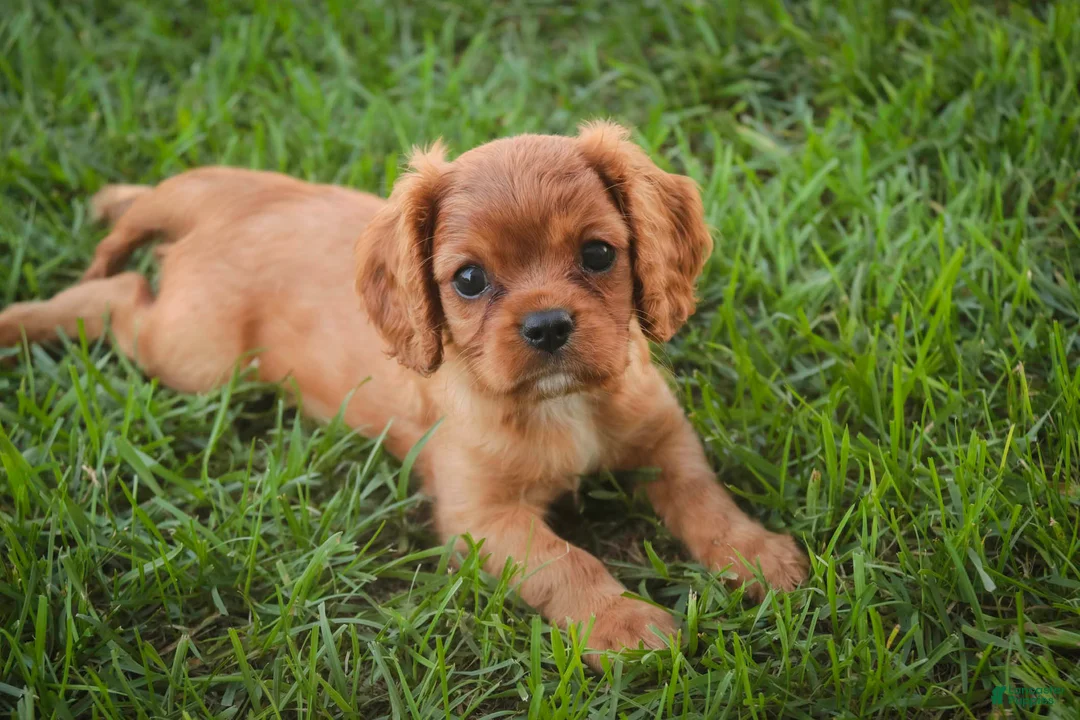 Cavalier King Charles Spaniel dogs for sale: Poppy Cavalier King Charles Spaniel - Ad 2