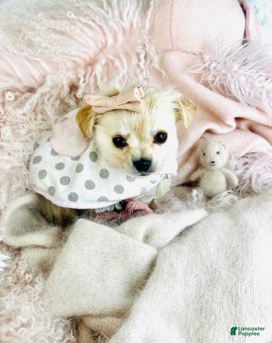 Pomchi dogs for sale: Pomchi Puppy 1 - Ad 1