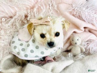 Pomchi dogs Pomchi Puppy 1 - Ad 2