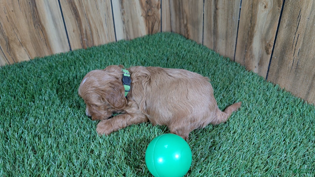 Cavapoo dogs for sale: Mabeline Boy 2 - Ad 5