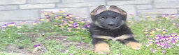 German Shepherd dogs for sale: Diva - Ad 2