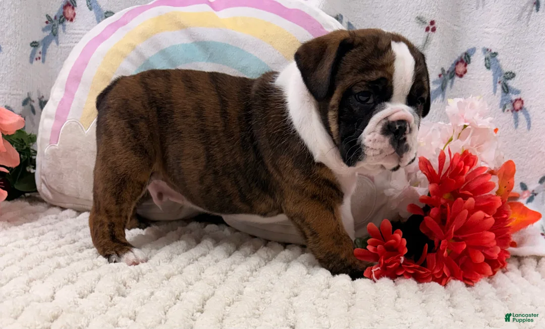 English Bulldog dogs for sale: Leo - Ad 2