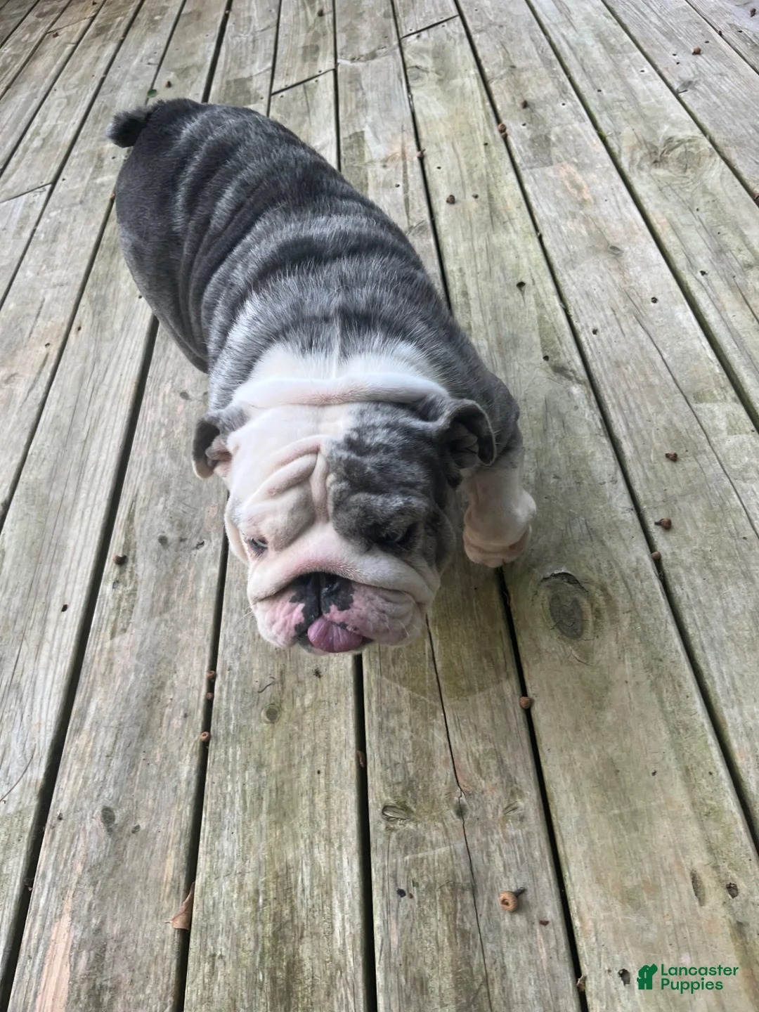 English Bulldog dogs for sale: English Bulldog 1 - Ad 2