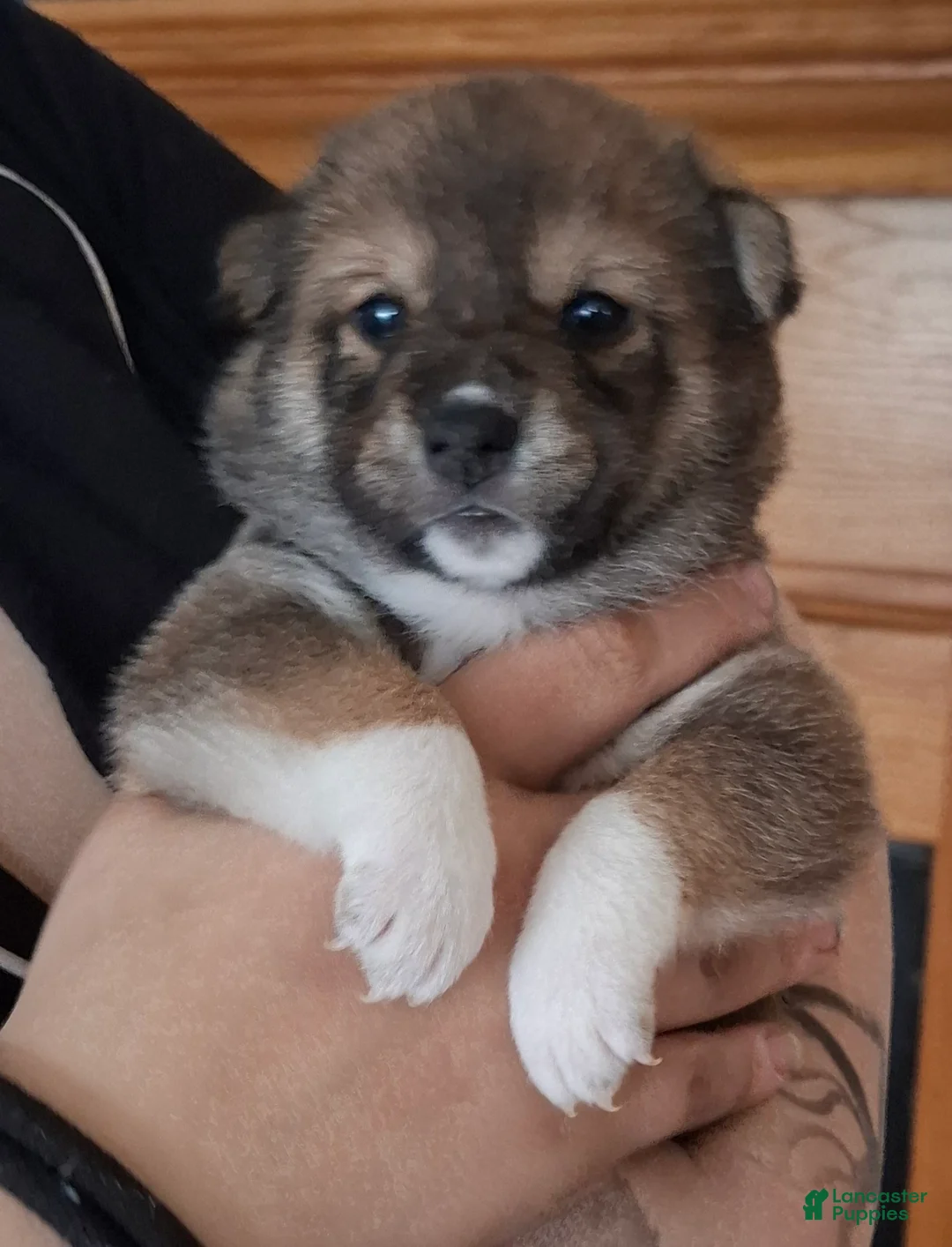 Shiba Inu dogs for sale: Shiba Inu Puppy 6 - Ad 1