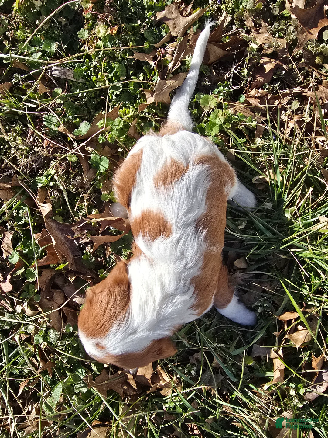 Cavalier King Charles Spaniel dogs for sale: Darla - Ad 19