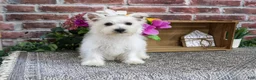 West Highland Terrier dogs for sale: Delight - Ad 4