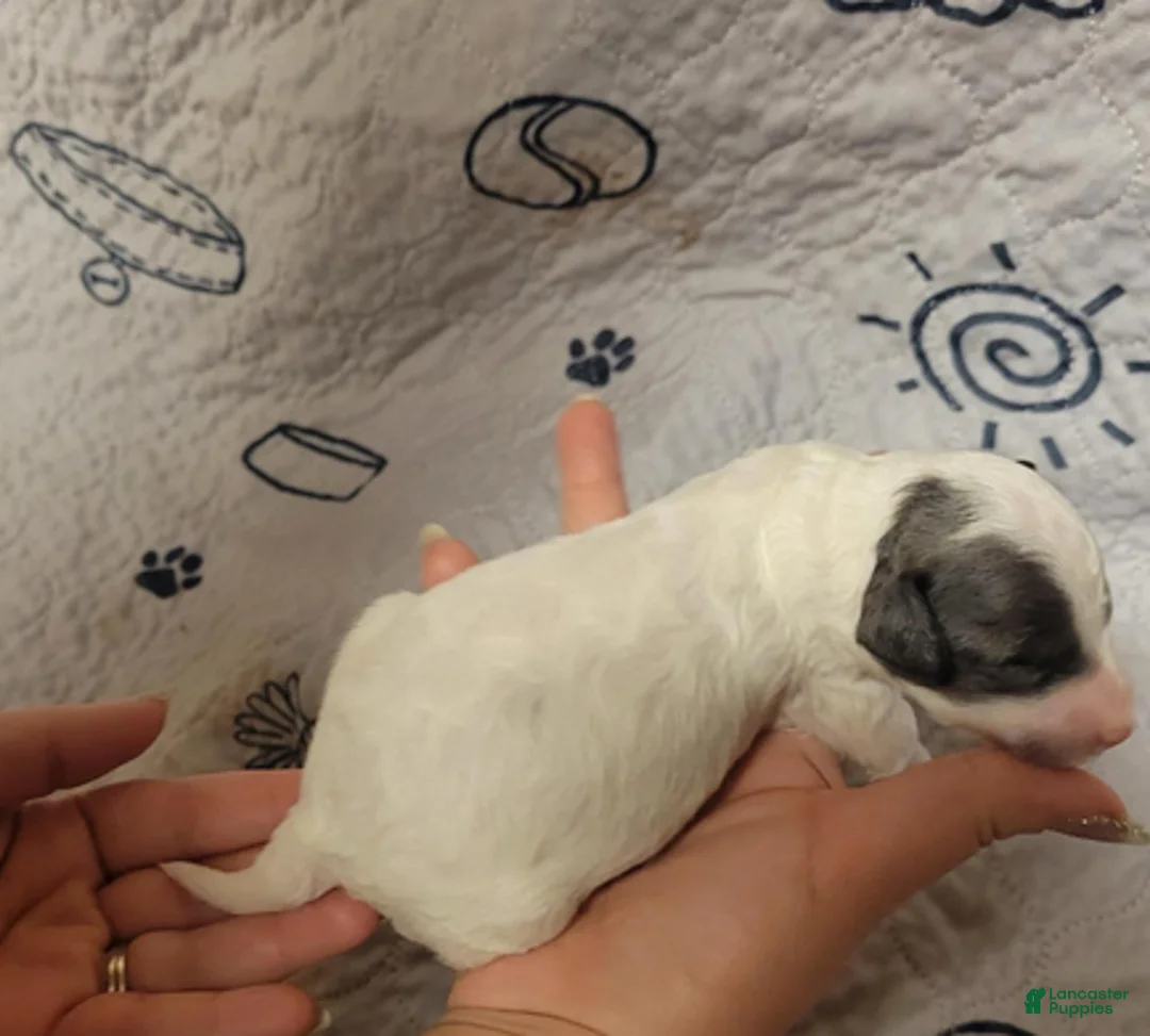 Goldendoodle dogs for sale: Peanut - Ad 4