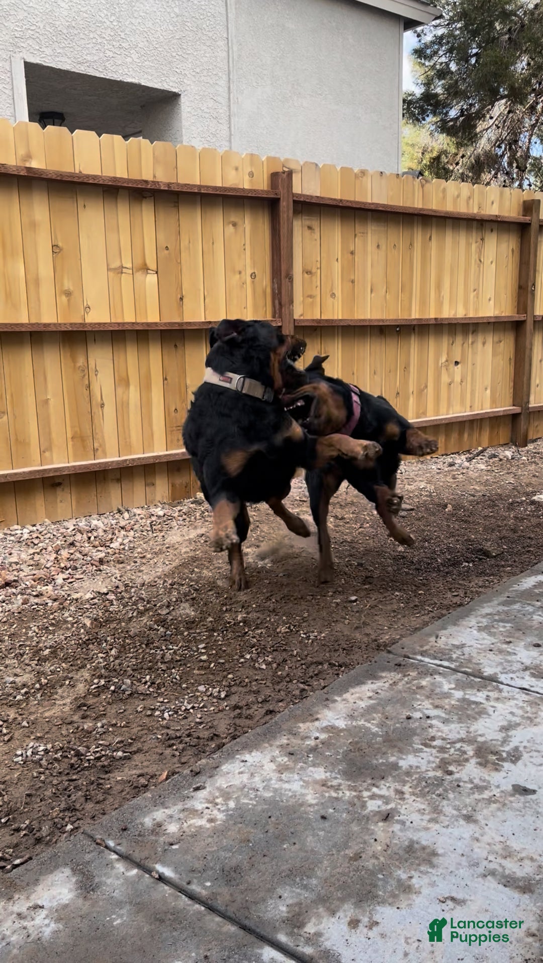 Rottweiler dogs for sale: 3rd Pick Female - Ad 3