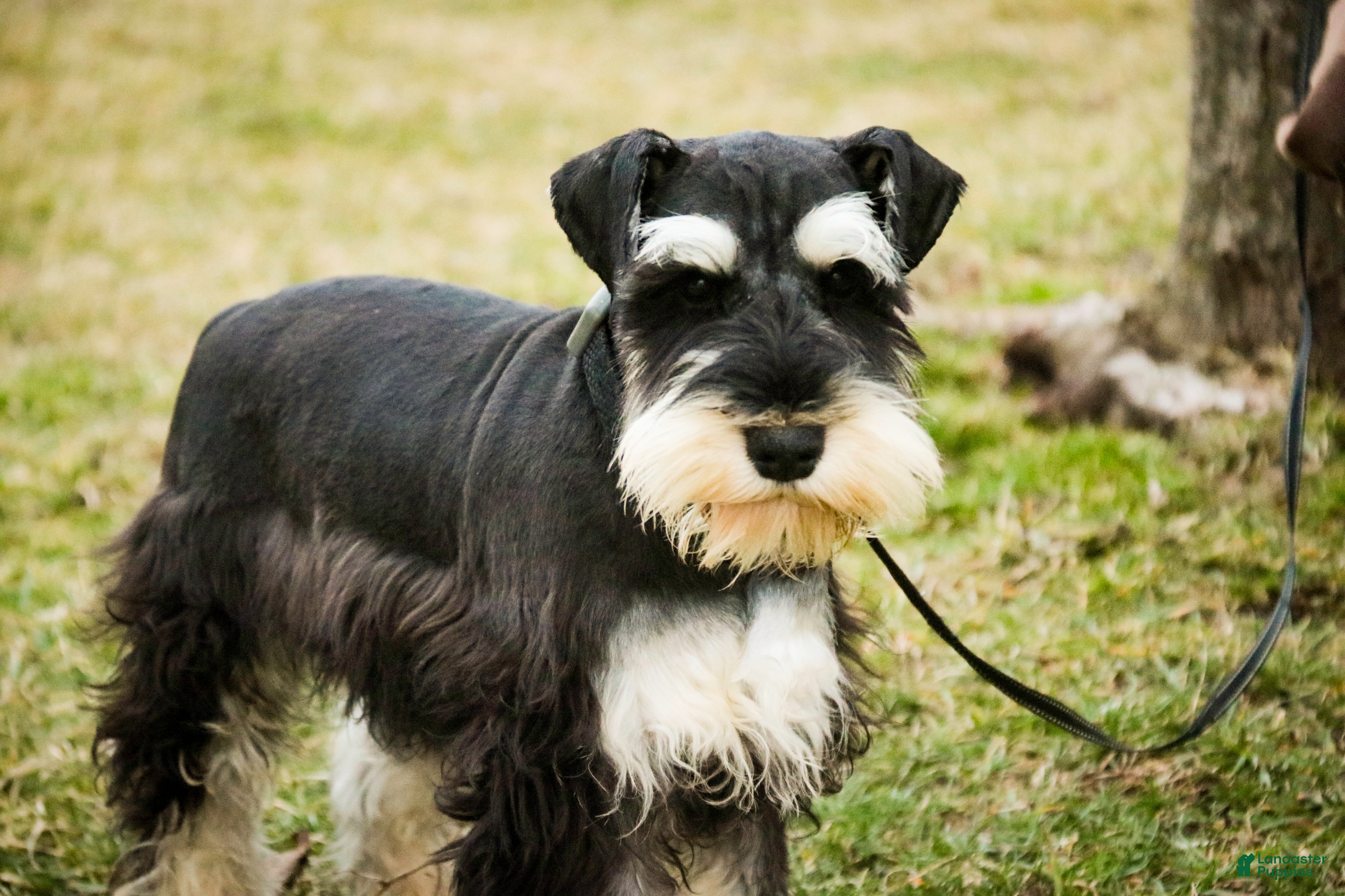 Miniature Schnauzer dogs Antonio - Ad 2