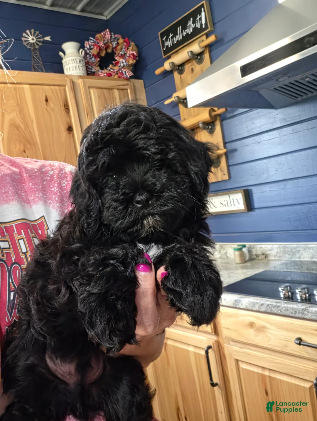 Shihpoo dogs for sale: Shihpoo Puppy 1 - Ad 2