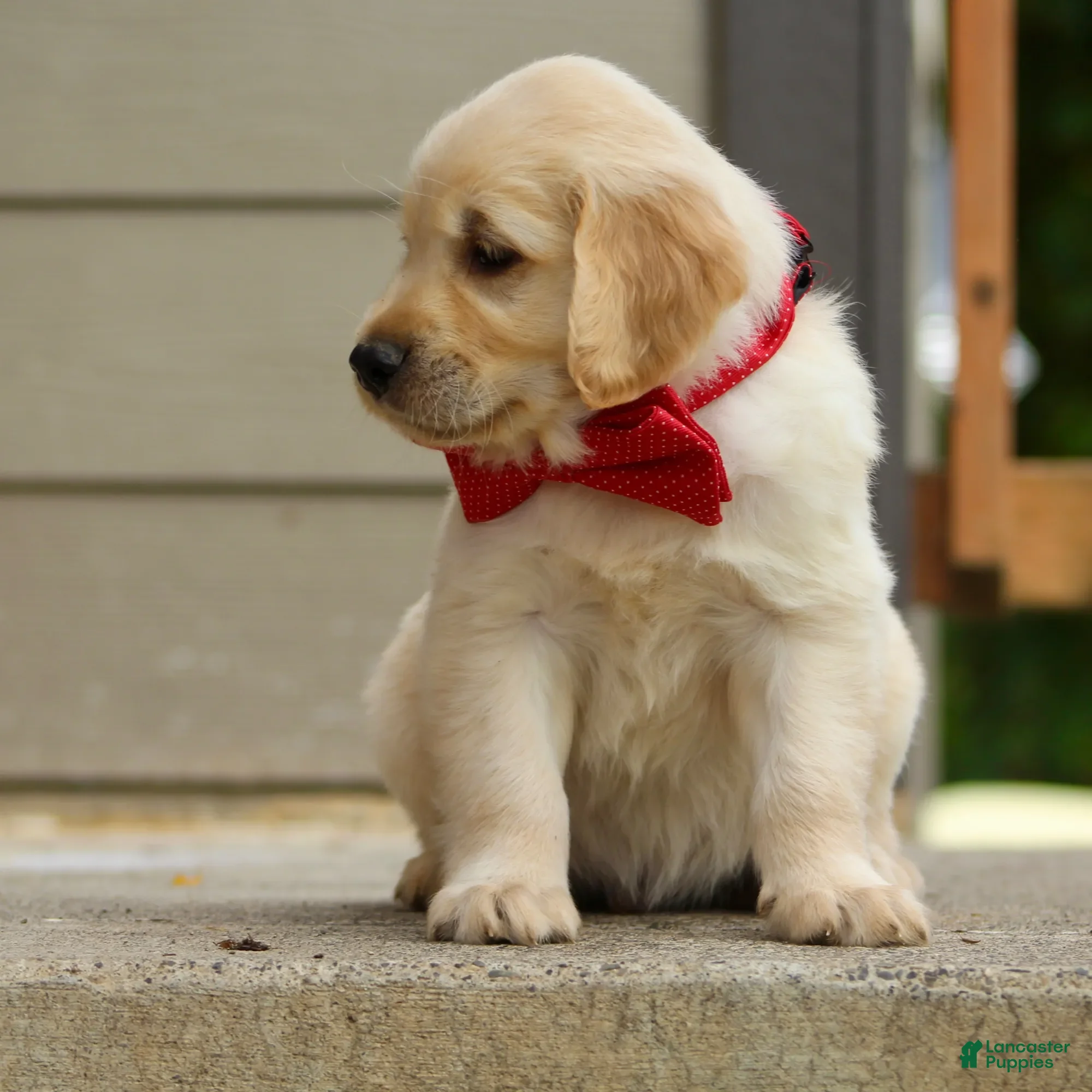 Golden Retriever dogs Golden Retriever Puppy 3 - Ad 21