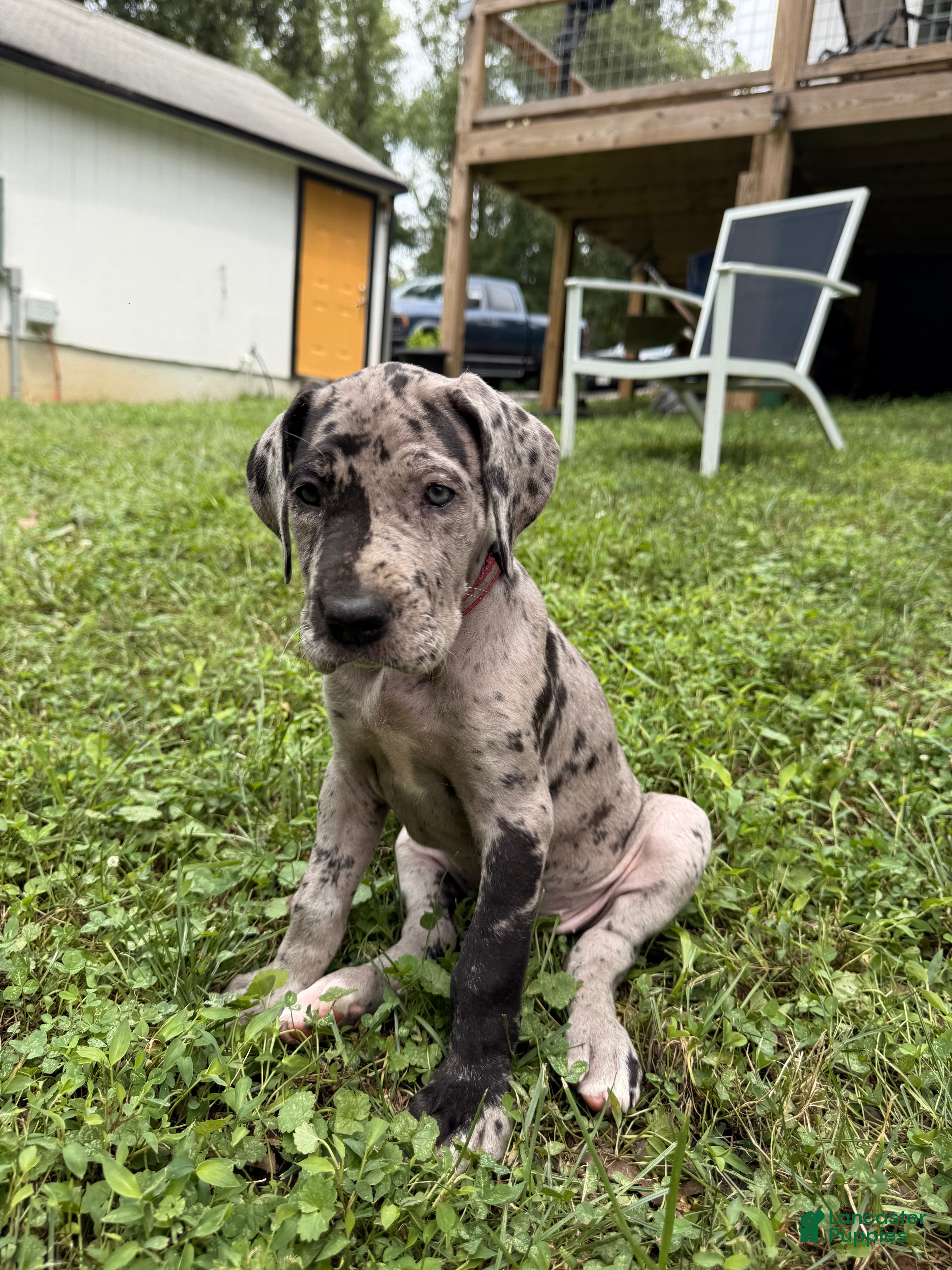 Great Dane dogs Stevie Nicks - Ad 2