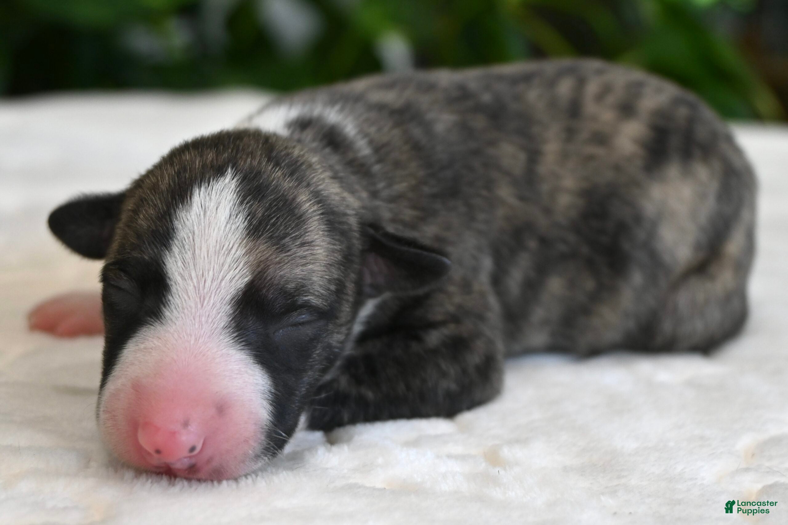 Whippet dogs Kingsley - Ad 1