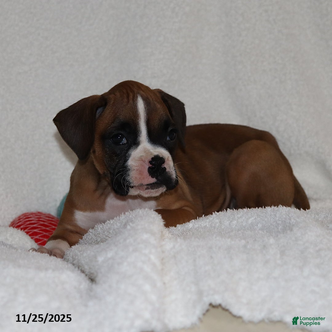 Boxer dogs for sale: Karla - Ad 8