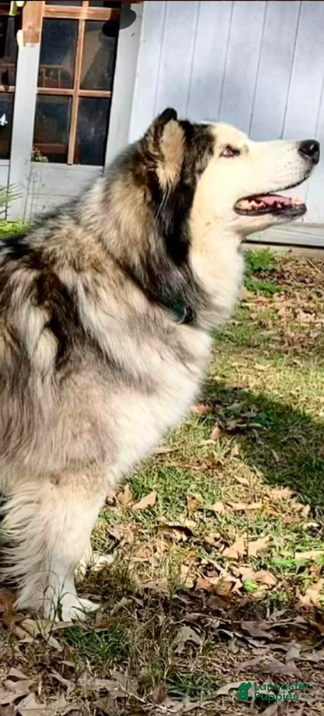 Mixed Breed dogs for sale: Hialeah  - Ad 11