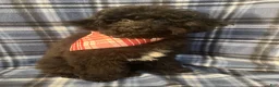 Miniature Poodle dogs for sale: Miniature Poodle 1 - Ad 5