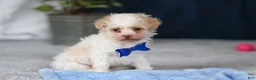 Toy Poodle dogs for sale: Crisco - Ad 8