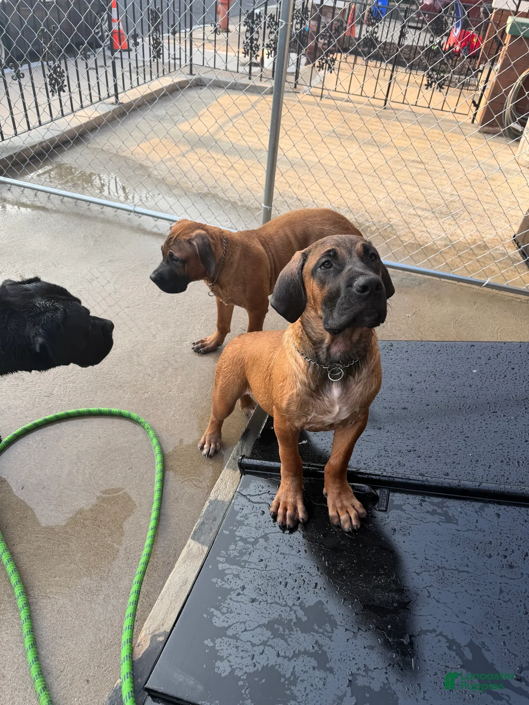 South African Boerboels dogs for sale: LGK ASHUR - Ad 2