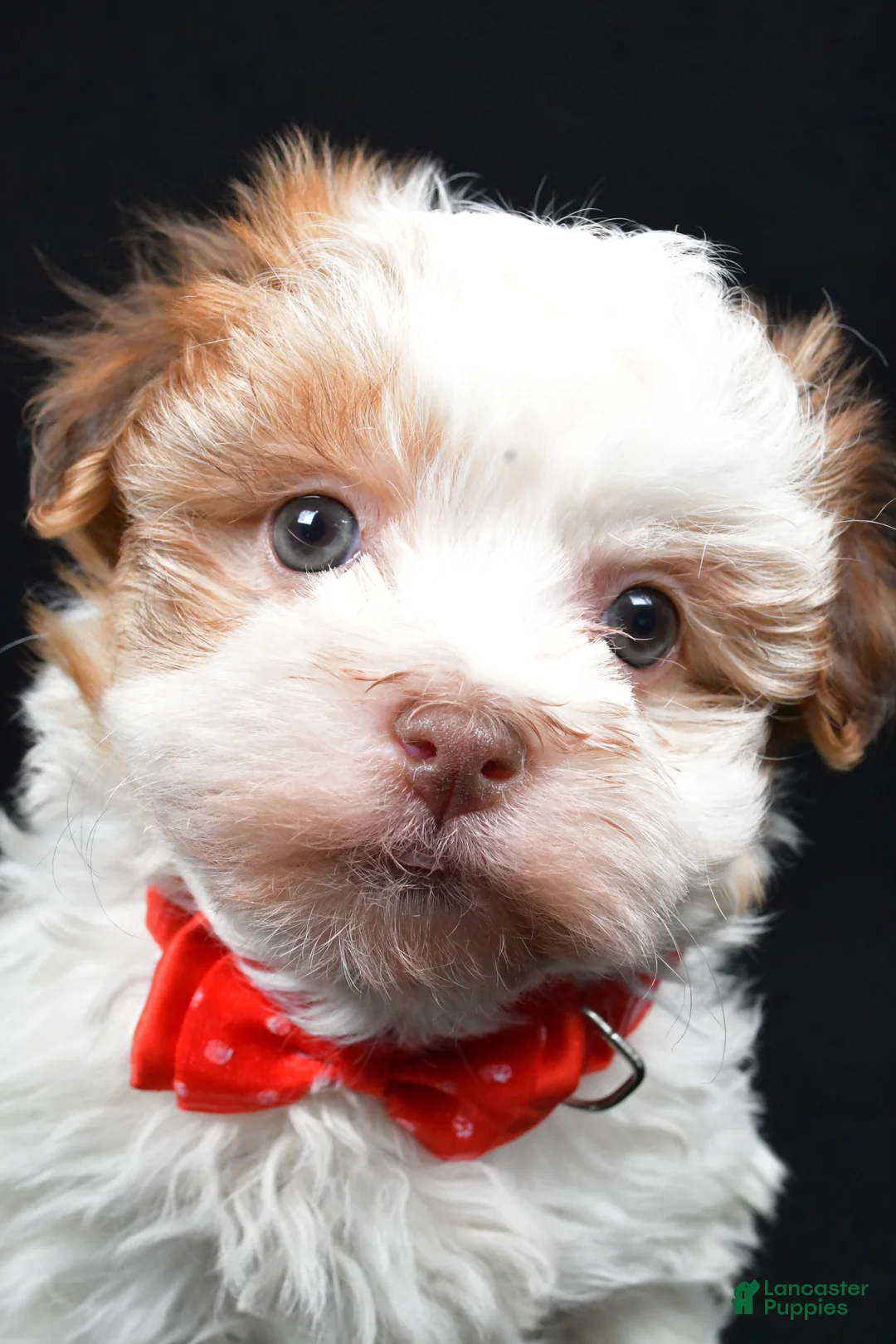Havanese dogs for sale: Loran - Ad 8