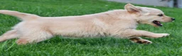 Golden Retriever dogs for sale: Diesel - Ad 12