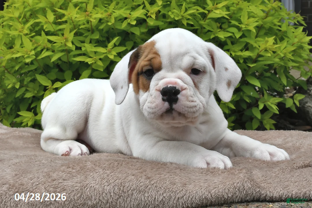 Beabull dogs for sale: Maggie - Ad 1