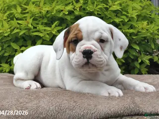 Beabull dogs for sale: Maggie - Ad 2
