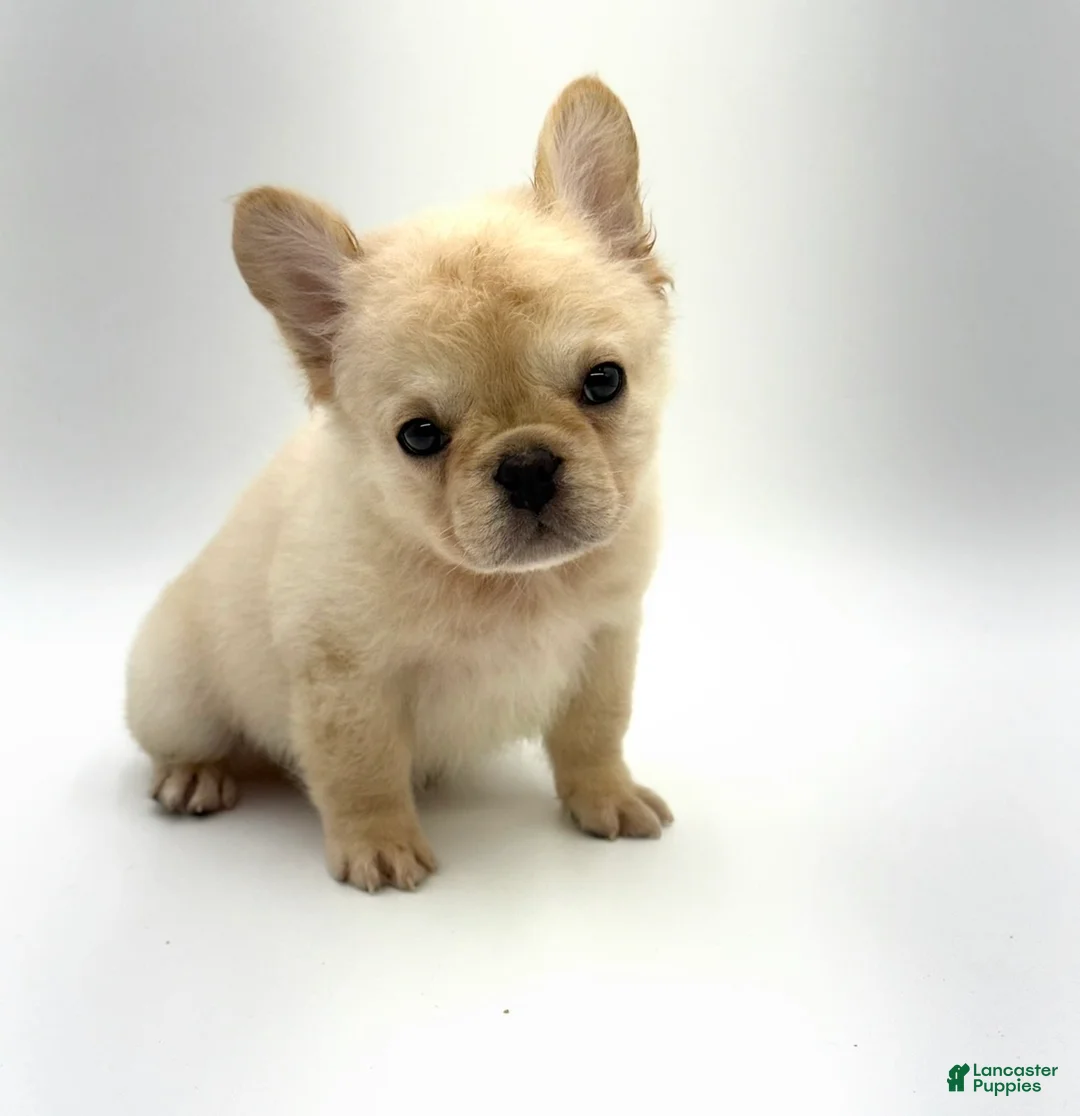 French Bulldog dogs for sale: French Bulldog Puppy 1 - Ad 1