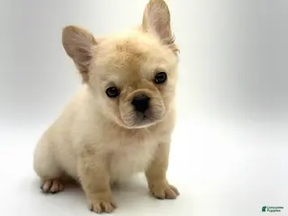 French Bulldog dogs for sale: French Bulldog Puppy 1 - Ad 3