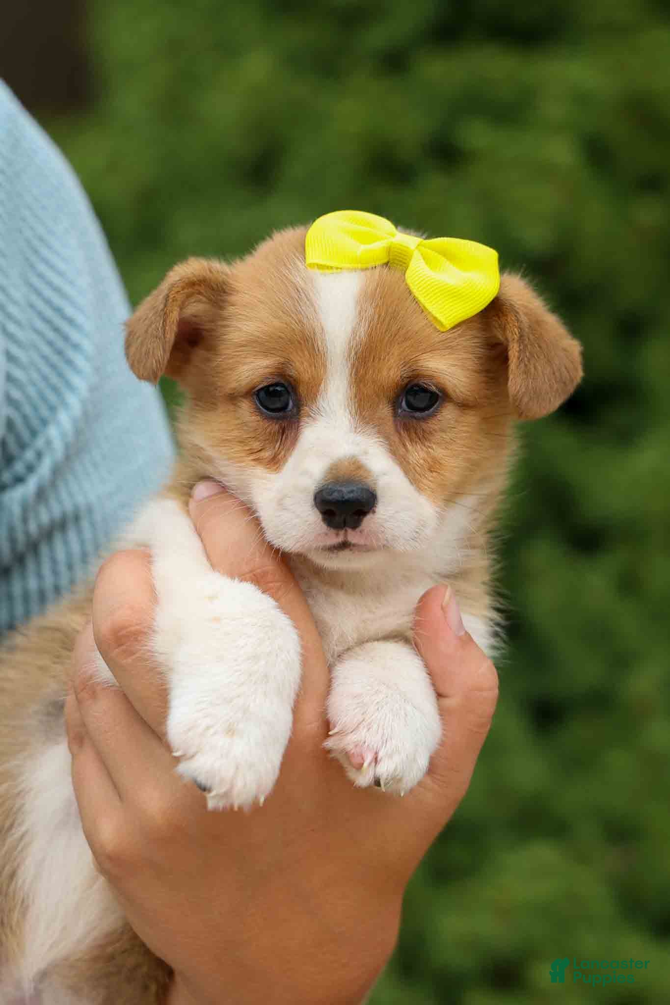 Welsh Corgi Pembroke dogs  Tilly Rose🌸 - Ad 2