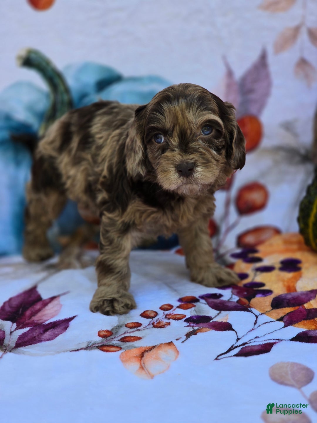 Mixed Breed dogs for sale: Prudence - Ad 18