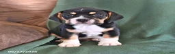 Beabull dogs for sale: Rover - Ad 1