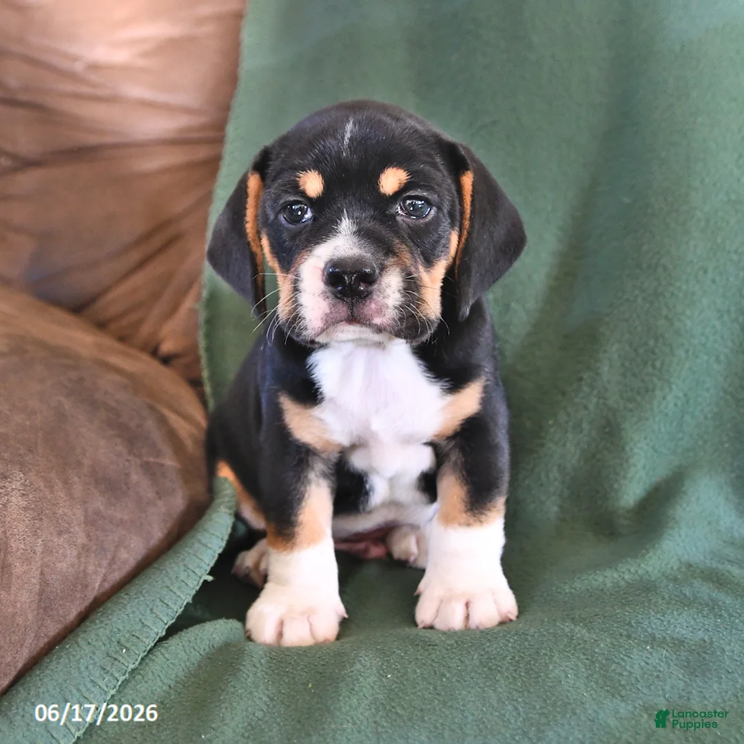 Beabull dogs for sale: Rover - Ad 1
