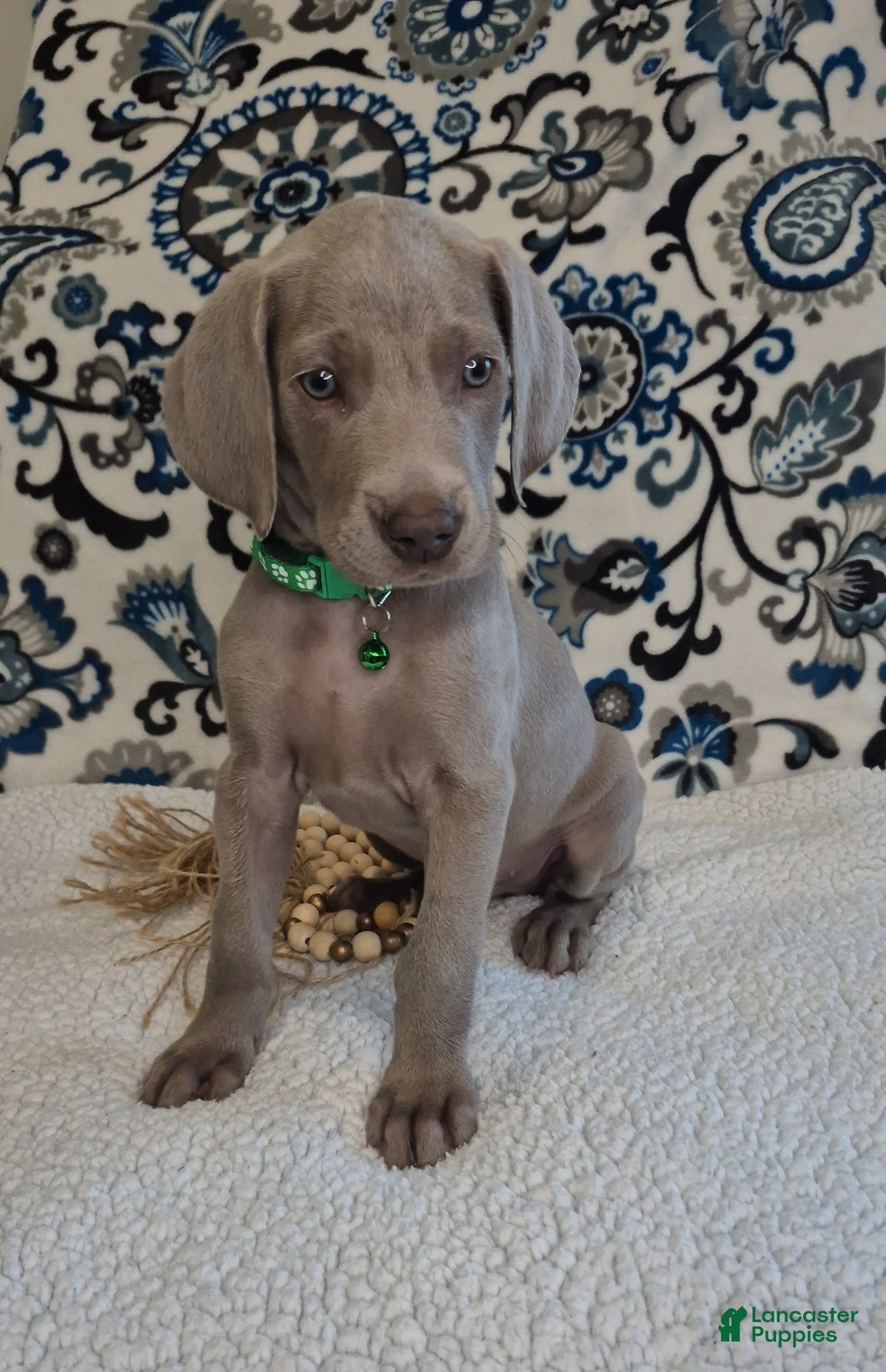 Weimaraner dogs Chuck - Ad 2